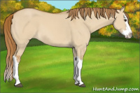 Horse Color:Red Dun Splash 
