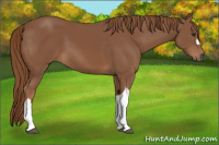 Horse Color:Chestnut 
