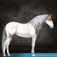 Horse Color:Buckskin Tobiano Frame 