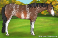 Horse Color:White Spotted Bay 