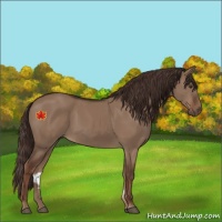 Horse Color:Unknown 