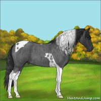 Horse Color:Blue Roan Tobiano 