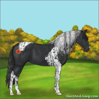 Horse Color:Black  and Black Tobiano 