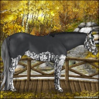 Horse Color:Black  and Black Splash 