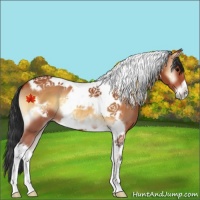 Horse Color:Bay Onyx Tobiano Frame 