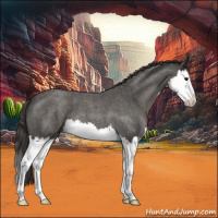 Horse Color:Smoky Blue Roan Splash 