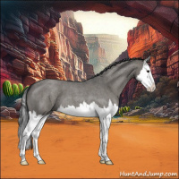 Horse Color:Grullo Roan Splash 