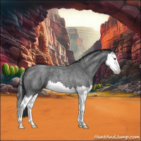 Horse Color:Blue Roan Splash 