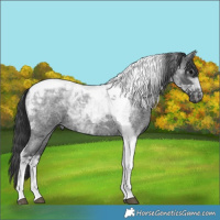 Horse Color:Blue Roan Tobiano 