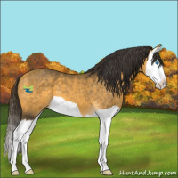 Horse Color:Buckskin Splash 