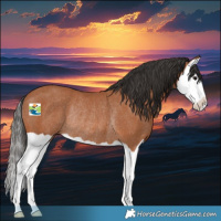 Horse Color:Bay Splash Rabicano 