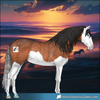 Horse Color:Bay Splash Rabicano 