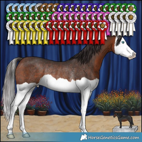 Horse Color:Brown Splash Rabicano