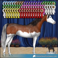 Horse Color:Brown Splash Rabicano 