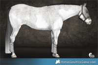 Horse Color:Grullo Roan Splash 