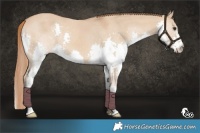 Horse Color:Red Dun Roan Splash 