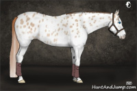 Horse Color:Red Dun Roan Splash Appaloosa