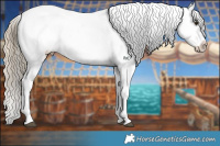 Horse Color:Chocolate Palomino Tobiano Appaloosa 