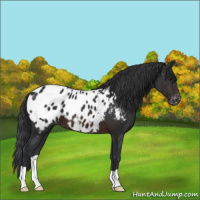 Horse Color:Brown Appaloosa 
