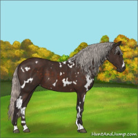 Horse Color:White Spotted Silver Brown 