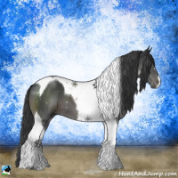 Horse Color:Black Tobiano 