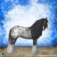Horse Color:Black Ice Sabino Splash 