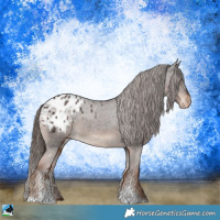 Horse Color:Liver Chestnut Sabino Appaloosa 