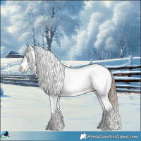 Horse Color:Liver Chestnut Appaloosa 