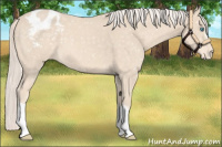 Horse Color:Cremello Appaloosa
