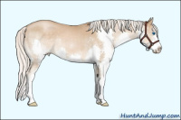 Horse Color:Silver Smoky Blue Roan Pearl Splash Rabicano 