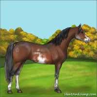 Horse Color:White Spotted Bay Roan Frame 