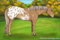 Horse Color:Palomino Appaloosa 