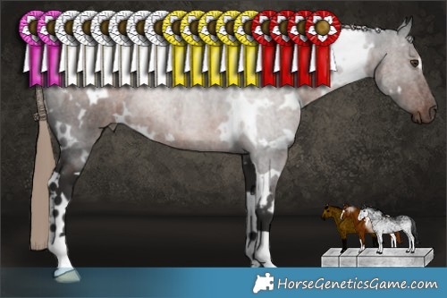 Horse Color:White Spotted Liver Chestnut 