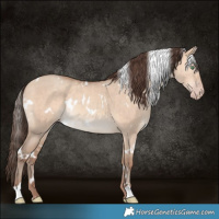 Horse Color:White Spotted Amber Champagne Dun Rabicano 