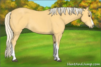 Horse Color:Palomino 