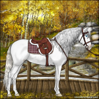 Horse Color:Palomino Splash Appaloosa 