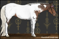 Horse Color:Liver Chestnut Mushroom Tobiano Appaloosa
