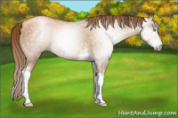 Horse Color:Gray White Spotted Gold Champagne Pearl Rabicano 