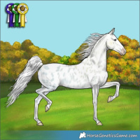 Horse Color:Silver Sable Champagne Chinchilla Ice Dun Splash Appaloosa 