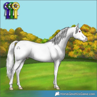 Horse Color:Silver Sable Champagne Chinchilla Ice Dun Splash Appaloosa 