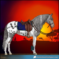 Horse Color:Liver Chestnut Tobiano Appaloosa 