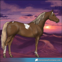Horse Color:Chocolate Palomino Tobiano 