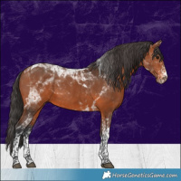 Horse Color:White Spotted Bay Tobiano