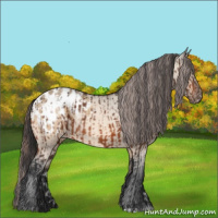 Horse Color:Bay Appaloosa  and Bay Dun Appaloosa 