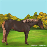 Horse Color:Liver Chestnut 