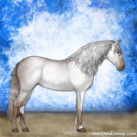 Horse Color:Gray Chestnut 