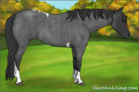Horse Color:Blue Roan Tobiano 