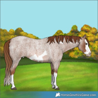Horse Color:Red Roan Splash Frame Rabicano