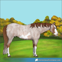Horse Color:Red Roan Splash Frame Rabicano 