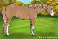 Horse Color:Chestnut Sabino 